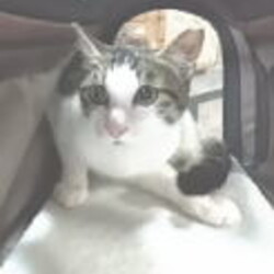 家族募集会 サムネイル3