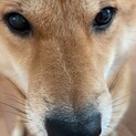 人間大好き絶対に噛まないわんこ^_^