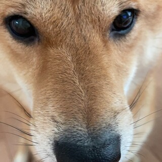 人間大好き絶対に噛まないわんこ^_^