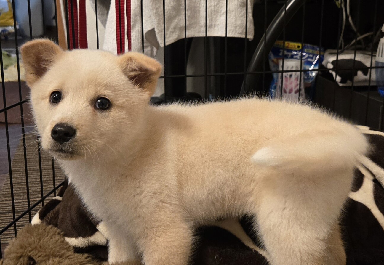 一時停止中です推定2.5」奈良県 - 犬の里親募集(535118) 5枚目の