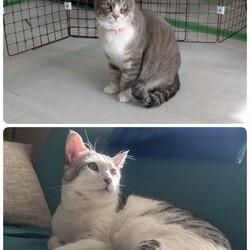 ［かぐらちゃん］［ぎんちゃん］の半年後の家庭訪問