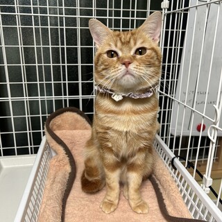 【アメショMIX】元気いっぱい！！★ハヅキくん