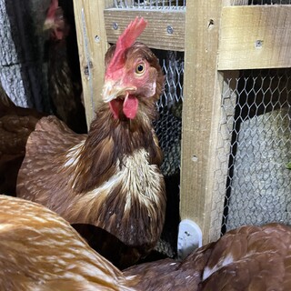 人懐っこい雌鶏です
