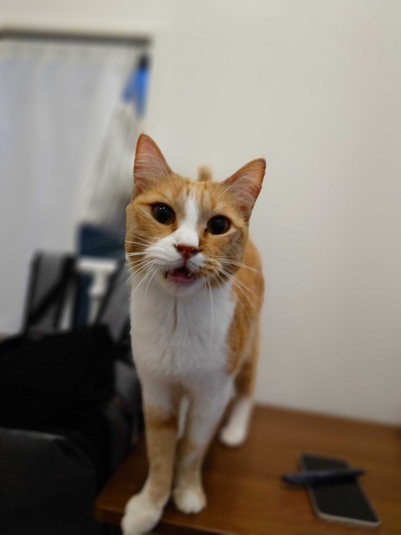 甘えたおっとり美猫の花子さん サムネイル1