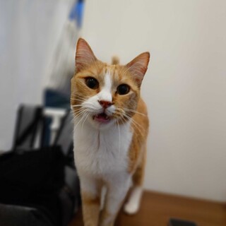 甘えたおっとり美猫の花子さん