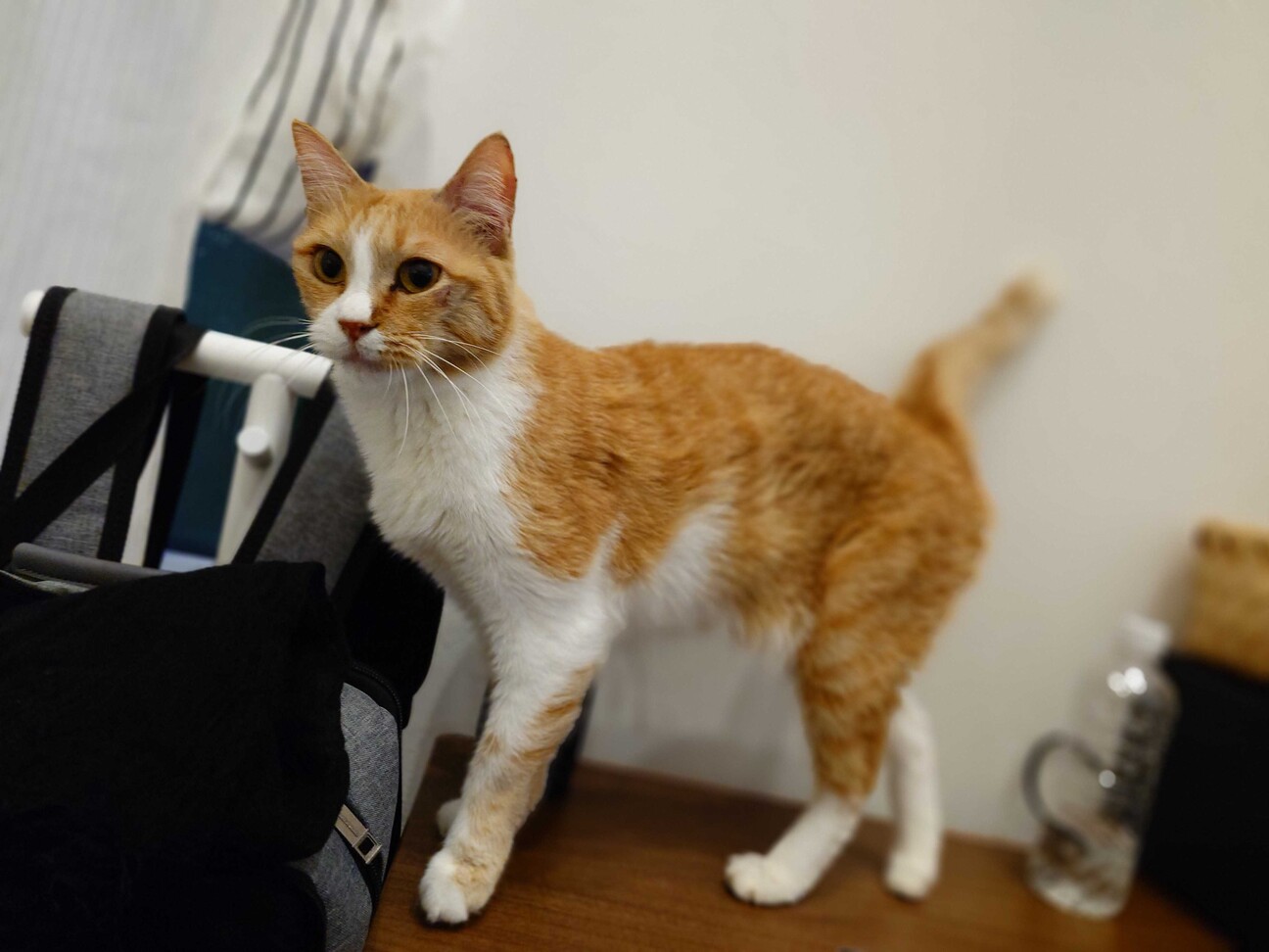 甘えたおっとり美猫の花子さん サムネイル2