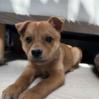 壱岐島からやってきた⭐︎キウイ⭐︎