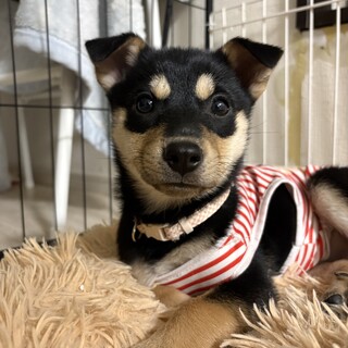 壱岐島からやってきた⭐︎イチゴ⭐︎