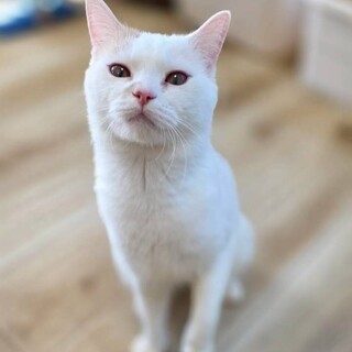 【マンチカン×アメショ】穏やかで甘えん坊★ナナオ