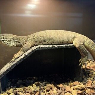 グールドモニター　ヤング　里親確定