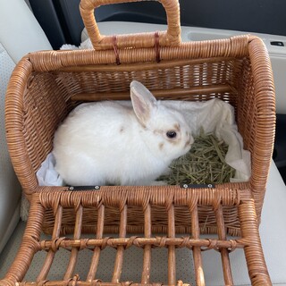 ネザーランドドワーフ 男の子 