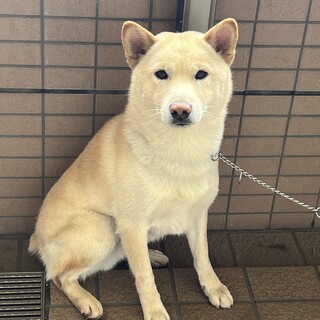 ????里親様募集　白柴　オス　2歳　去勢済????