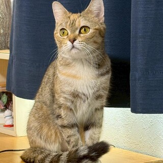 【アメショ×マンチカン】おしゃべり猫♡あきなちゃん