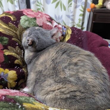 寝相がかわいい