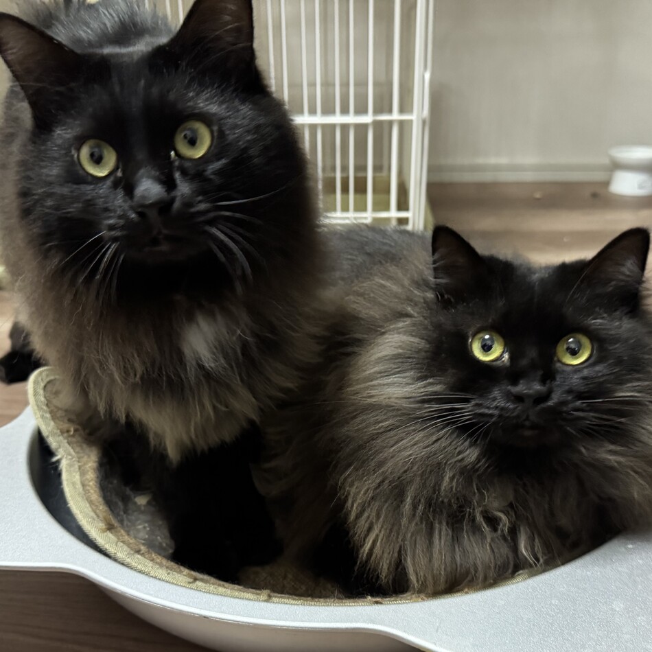 ごまのカバー写真