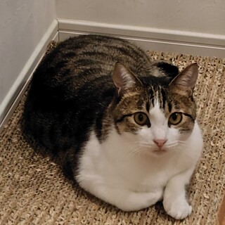 推定3～4歳、3本脚のげんき君♪