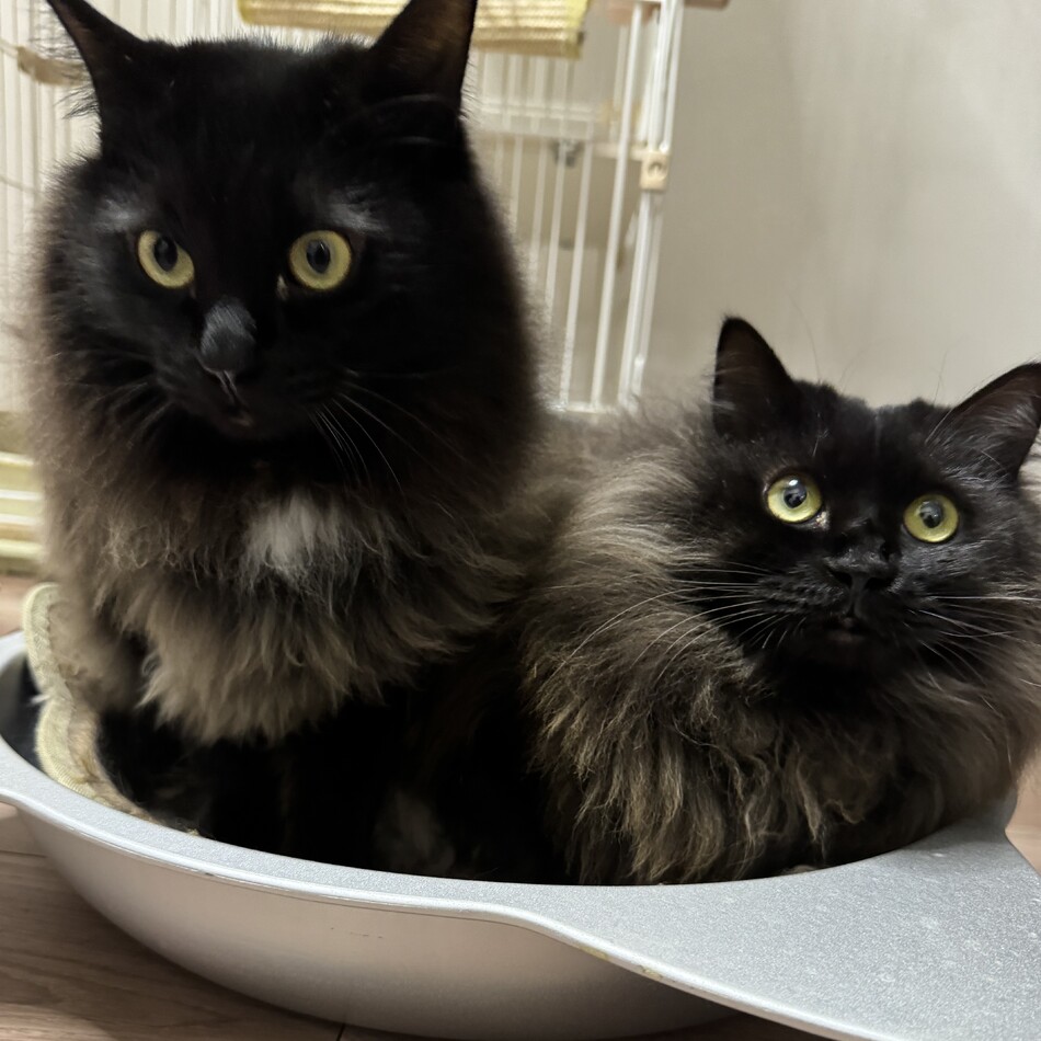 みつのカバー写真