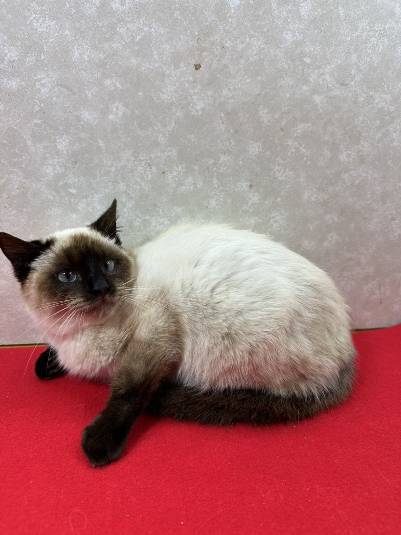 青い目のシャムMIX10」東京都 - 猫の里親募集(535275) :: ペットの