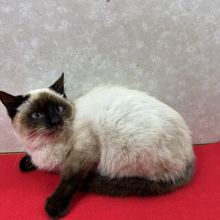 青い目のシャムMIX10か月！単身者大歓迎❤ミント