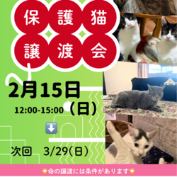 ねこのWa猫譲渡会〜静岡市葵区