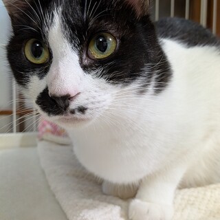 お鼻の模様が可愛いハチワレの男の子