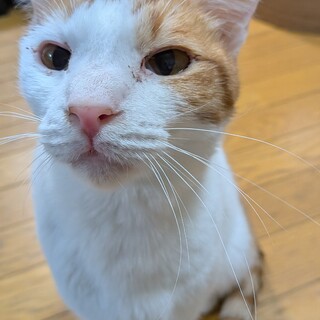 【人馴れ抜群】つぶらな瞳がキュートな男の子