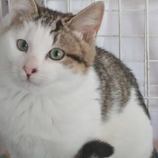 （トライアル予定）キジ白　ちゃちゃ丸