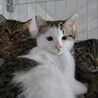 （里親様決定）キジ白　ちゃちゃ丸 サムネイル2
