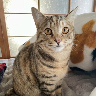 人が大好き犬も大丈夫♡美人姉妹のシータちゃん