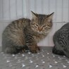 （里親様決定）キジトラ　じゃじゃ丸 サムネイル2