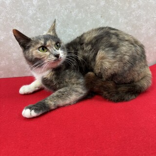 貴方に会いに来ました！寂しがり屋の❤マンマ