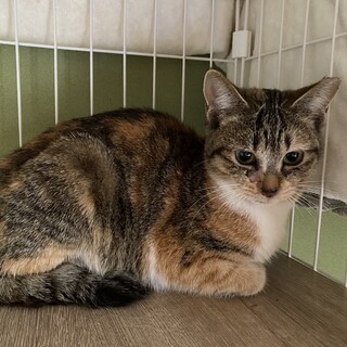 （トライアル予定）縞ミケ　天天（てんてん）