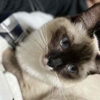 里親募集　1歳三ヶ月　ラグドールオス