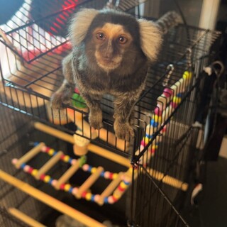 コモンマーモセットのヒマちゃんです。