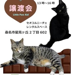 三重県桑名市2月8日(日)リトルパウエイド譲渡会