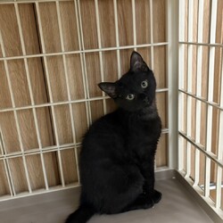 三重県桑名市2月8日(日)リトルパウエイド譲渡会 サムネイル2