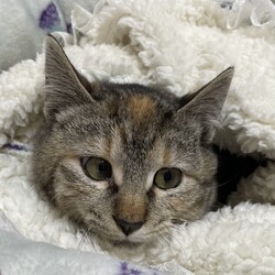 三重県桑名市2月8日(日)リトルパウエイド譲渡会 サムネイル3