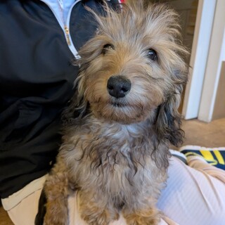 ダックス×トイプーの女の子