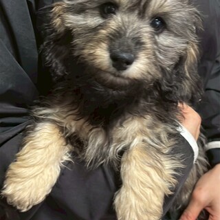 ダックス×トイプーの女の子