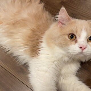 甘えん坊のスコティッシュフォールド