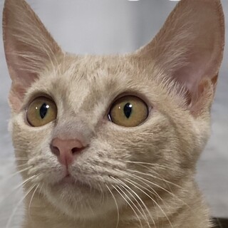 とっても可愛い♡茶トラ女子のミルちゃん！