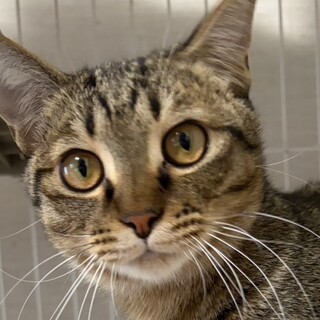 「もっと撫でて〜」のゴロニャンのキランちゃん！