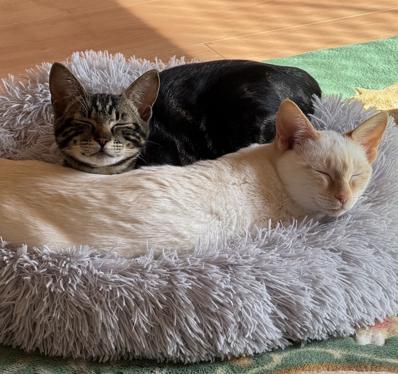 珍しいレッドポイントシャム柄のビアンカちゃん！ サムネイル4