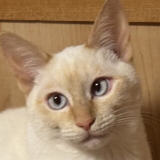 珍しいレッドポイントシャム柄のビアンカちゃん！