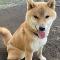 赤柴犬男の子
