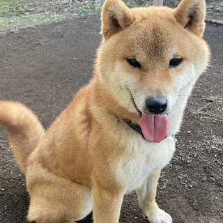 赤柴犬男の子