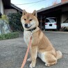 赤柴犬男の子 サムネイル3