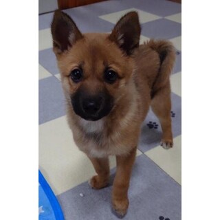 生後4ヶ月かわいい女の子「リンちゃん」