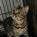 ベンガル ブラウン 女の子 3歳 現在トライアル中