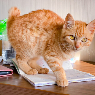 活発な茶トラ男子「バッシュ」くん